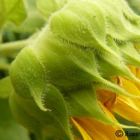 Helianthus annuus L.